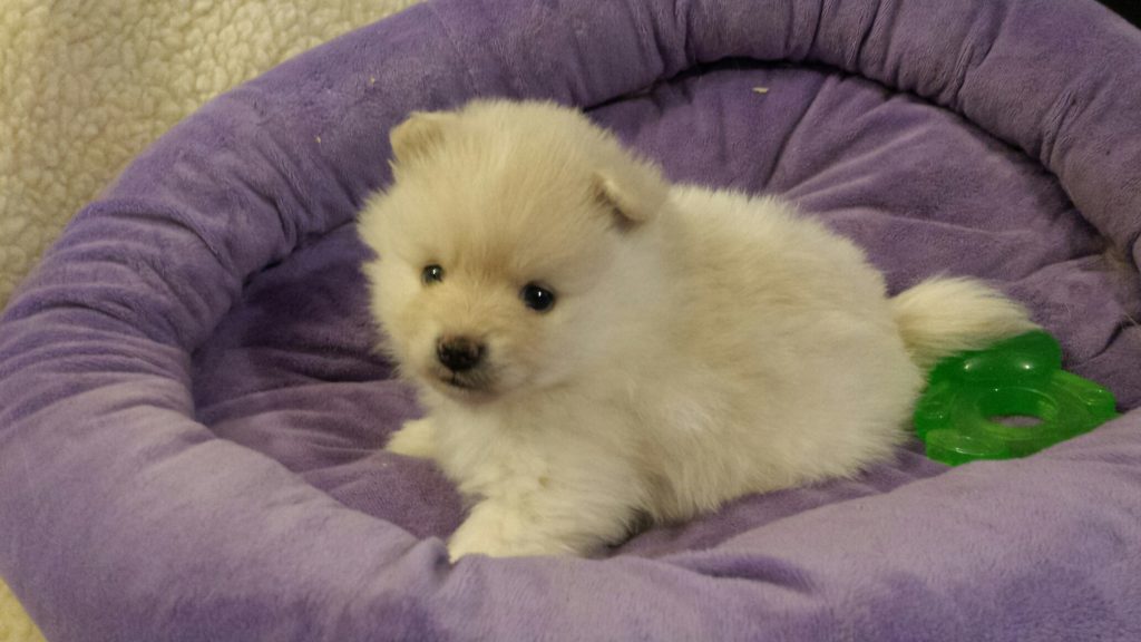 Puppies Currently for Sale | Bri-Kar's Pomeranian Puppies